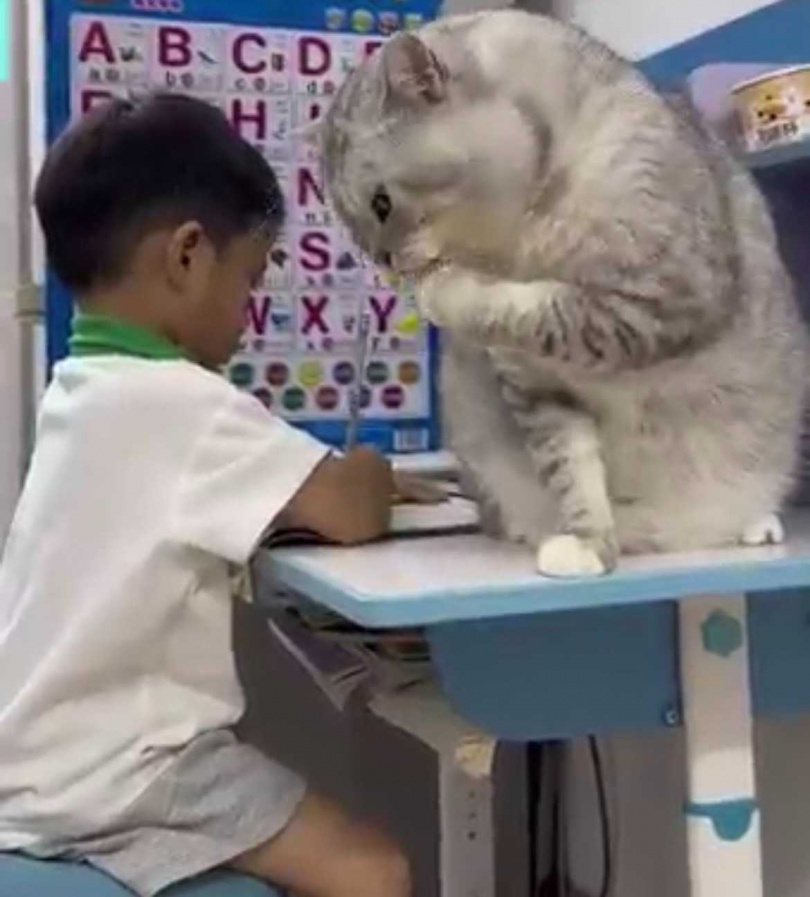 巨貓舔手手。（圖／翻攝自Twitter）