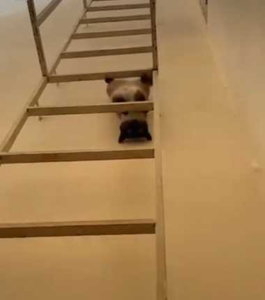 貓咪倒立爬梯畫面曝光。（圖／翻攝自IG）