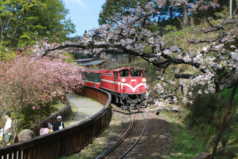 阿里山櫻花如今正在枝頭粉嫩開花,加上紅色的小火車,形成阿里山獨特風景。(圖/嘉義縣文觀局提供)