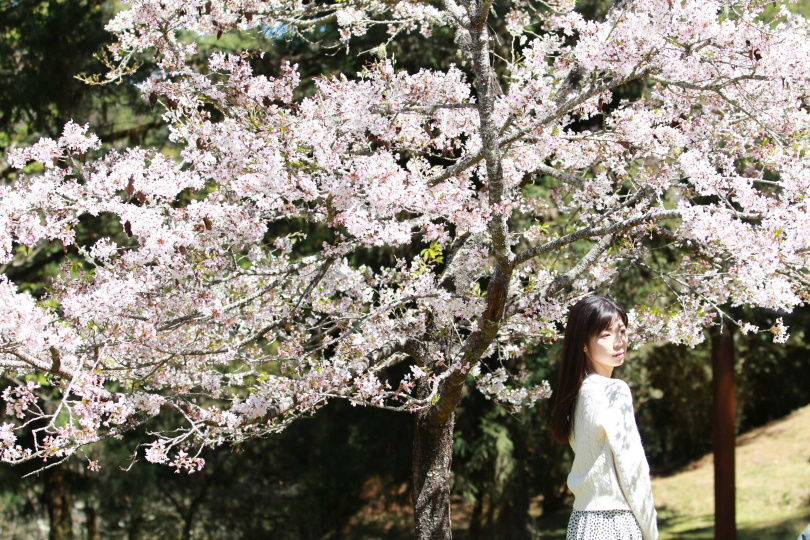 阿里山櫻花浪漫唯美,隨手一拍都有如MV場景。(圖/嘉義縣文觀局提供)