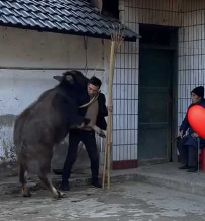 一戶人家把一頭牛當成狗在養。（圖／翻攝自臉書）