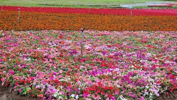 彩色海芋季現場共有5萬珠海芋,另還有香水百合、小蒼蘭和孤挺花等多樣花卉陪襯。(圖/桃園市農業局提供)
