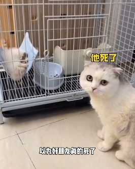 貓咪見雪貂沒醒，以為牠掛了。（圖／翻攝自臉書）