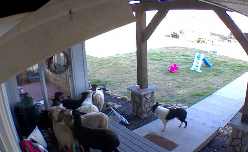 牧羊犬職業病犯。（圖／翻攝自臉書）