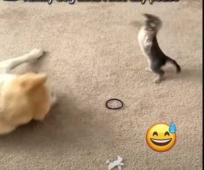 小貓假裝嚇貓,拉拉捧場陪玩。(圖/翻攝自臉書)