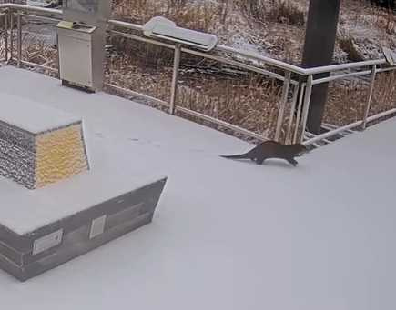 水獺在積雪平台玩得很開心。（圖／翻攝自臉書）