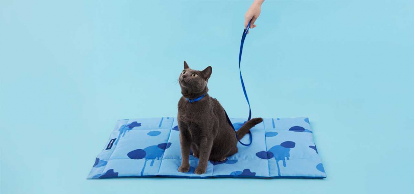 寵物經典尼龍繩帶商品，以藍、灰色為主調，採以雙色撞色設計，特別在寵物項圈、胸背帶、牽繩加入限定設計的墨點金屬配飾及專屬簽名Logo。