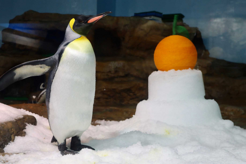 Xpark為企鵝特別準備新春驚喜「企鵝冰雪鏡餅」寵愛有禮！