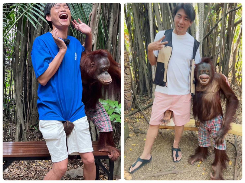 黃鐙輝和梁赫群兩人今年分別去泰國旅遊時，不約而同和同一隻紅毛猩猩合照，皆遭到猩猩「突襲」。（圖／梁赫群、黃鐙輝提供）