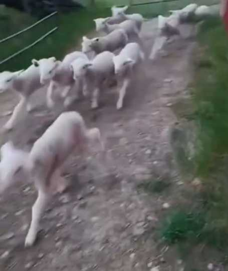 牧羊犬站在門口，羊群嚇到折返。（圖／翻攝自臉書）