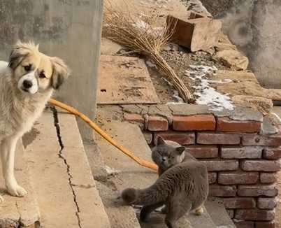 貓咪吵架，人類荒唐勸架。（圖／翻攝自臉書）