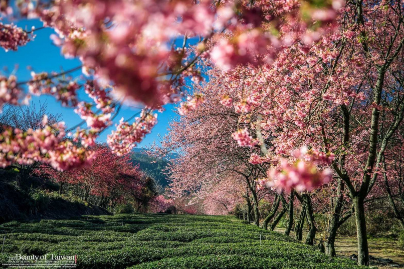 雄獅旅遊推出限量武陵櫻花行程，像是獨家體驗武陵富野下午茶、櫻花樹下的茶席文化。