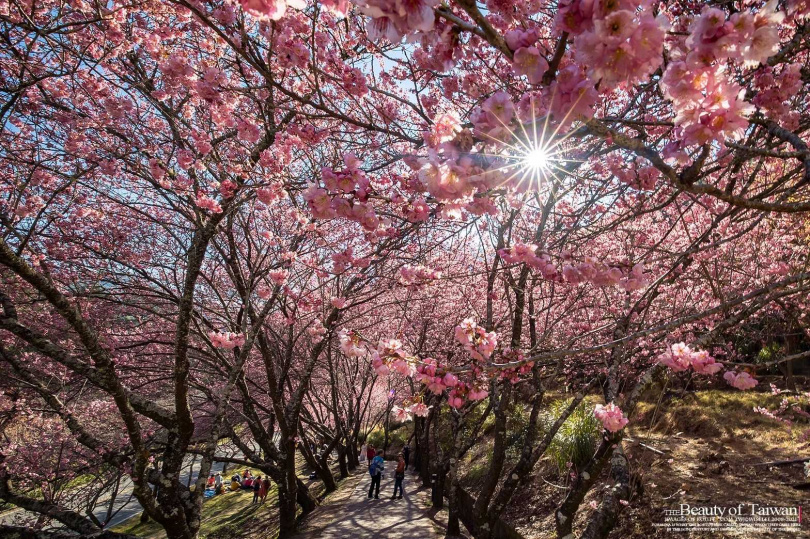 武陵農場櫻花季期間近2,000間園內客房早已秒殺一空，就連春節期間也銷售超過7成。