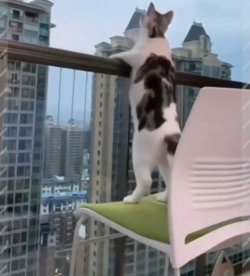 貓咪怕到椅子上想飛高高。（圖/翻攝自臉書）