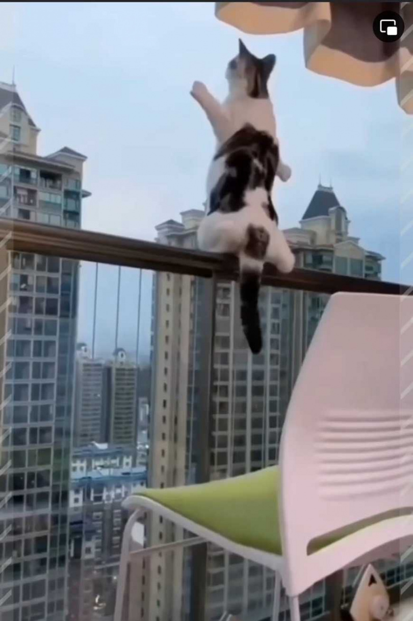 貓咪跳上去發現前面有玻璃。（圖/翻攝自臉書）