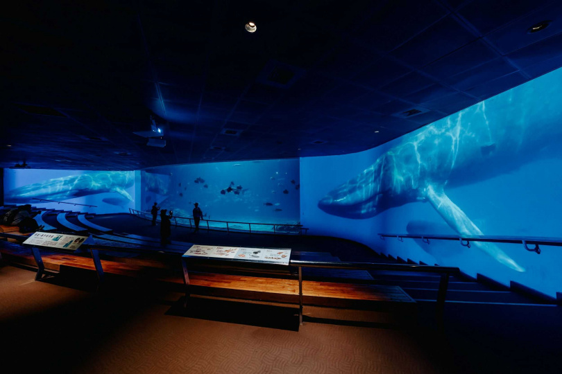 2024全新「鯨豚之洋」環繞式沉浸投影，讓民眾彷彿潛入大洋與鯨豚共游。（圖／屏東海生館提供）
