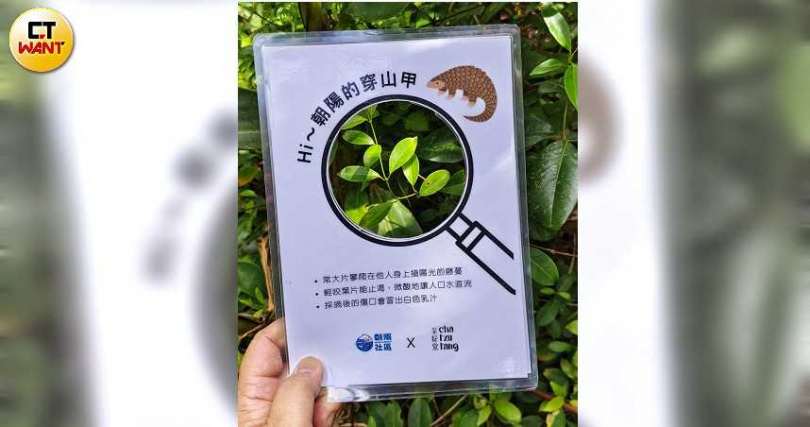 透過導覽老師設計的互動圖卡，遊客可認識朝陽步道上的多種野生植物。（圖／魏妤靜攝）