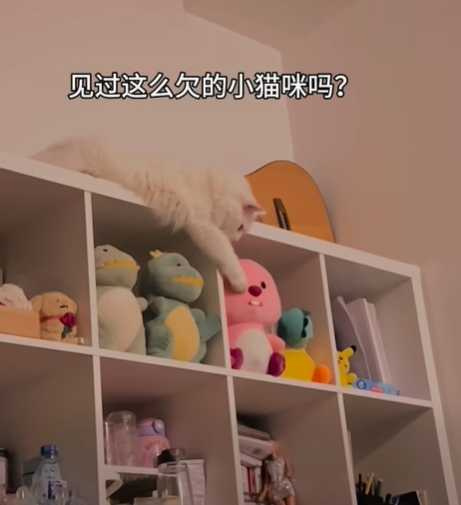 貓咪手賤畫面直擊。（圖／翻攝自臉書）