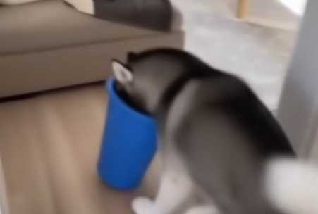 二哈貪吃結果踢到鐵板。（圖／翻攝自臉書）