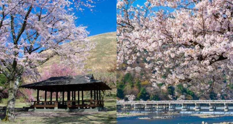 （圖／取自日本觀光局官網）