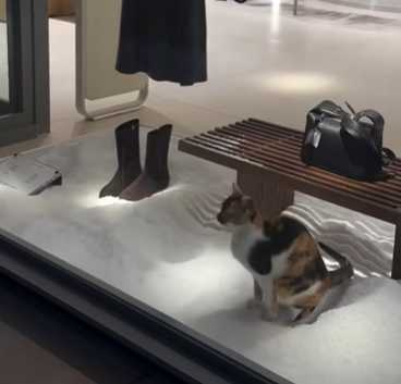 三花貓隔著櫥窗大便。（圖／翻攝自臉書）