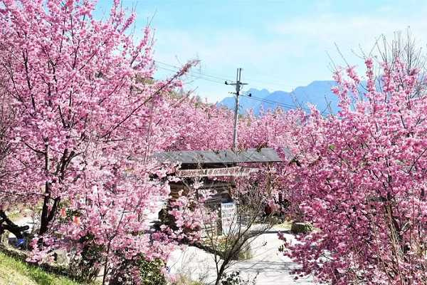 司馬庫斯除了擁有壯麗的神木群步道，粉紅色的櫻花隧道也在近年爆紅。