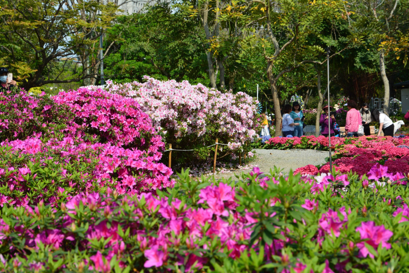 台北大安森林公園杜鵑花盛開，奼紫嫣紅。