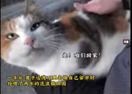 貓咪流浪多年終於有家，看向主人的眼神中有著滿滿的愛。（圖／翻攝YT@木鱼-d2h）