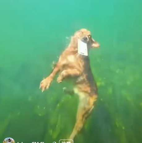 黃金獵犬下水撿手機，結果浮上水面時秀潛水技。（圖／翻攝自臉書）