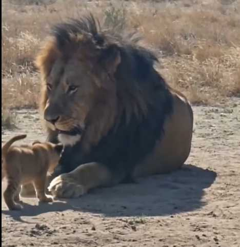 雄獅打幼獅，母獅打雄獅。（圖／翻攝自臉書）