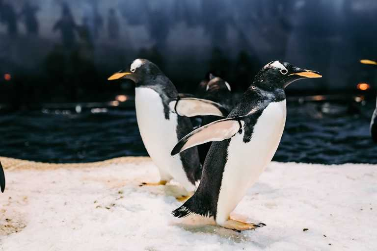 來到屏東海生館就可以與企鵝近距離的飼育體驗「我與企鵝的0.1毫米」活動。