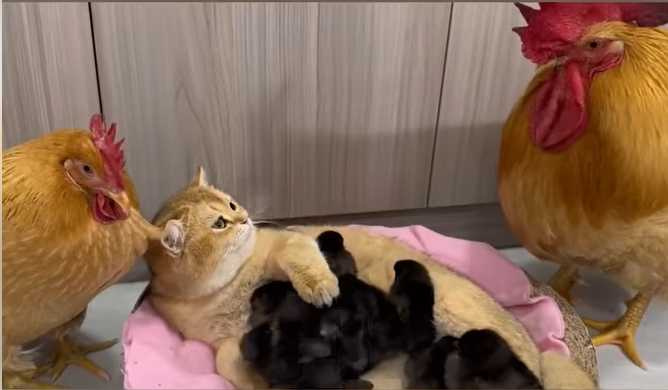 貓咪摟抱著黑色小雞們。（圖／翻攝自Facebook）