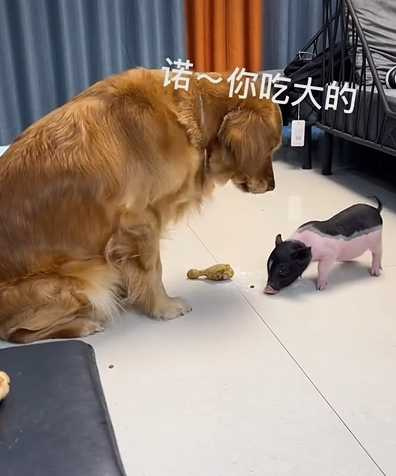 狗狗把大雞腿讓給小豬吃。（圖／翻攝自臉書）
