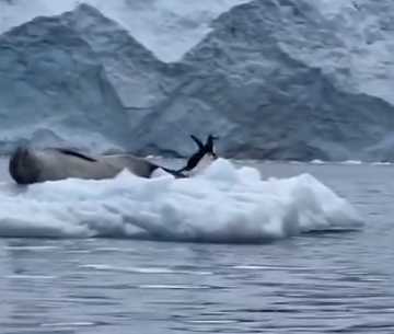企鵝發現海豹在岸上，緊急跳回水裡。（圖／翻攝自臉書）
