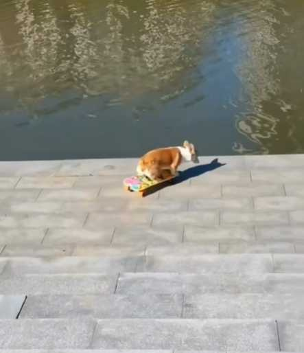 一隻狗狗靠著高超的滑板技巧，避免自己變成一隻落水狗。（圖／翻攝自IG）
