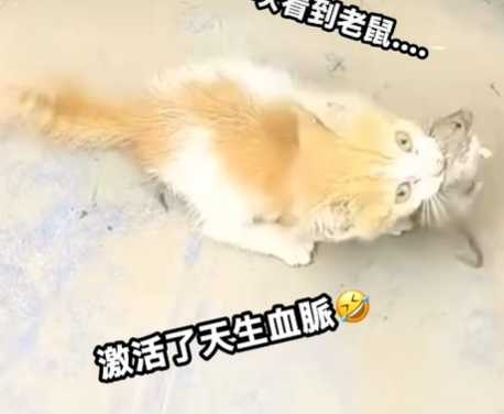 幼貓見到老鼠，當場開抓。（圖／翻攝自臉書）