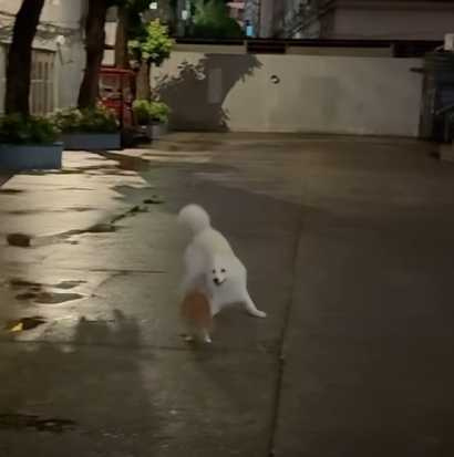 狗與貓的狹路相逢。（圖／翻攝自臉書）