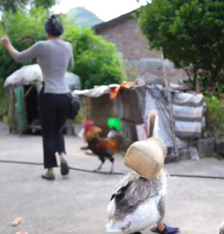 女子被雞攻擊，保鑣上來幫忙。（圖／翻攝自臉書）