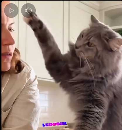 貓咪揍主人,即便影片是AI生成,但仍吸引多人觀看。(圖/翻攝自臉書)