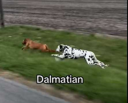 狗狗鬥速比賽。（圖／翻攝自臉書）