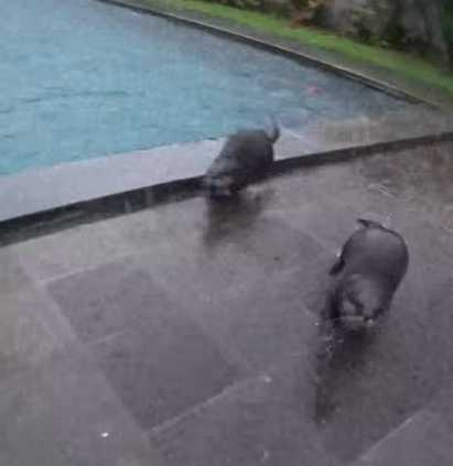 水獺在庭院玩耍。（圖／翻攝自臉書）