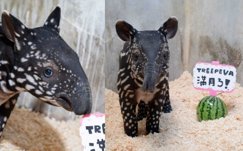 （圖／取自動物園臉書）