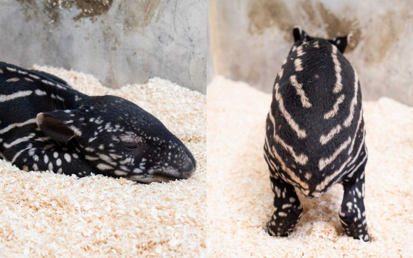 （圖／取自動物園臉書）
