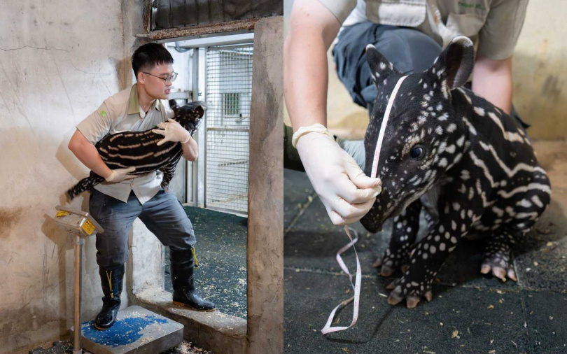 （圖／取自動物園臉書）