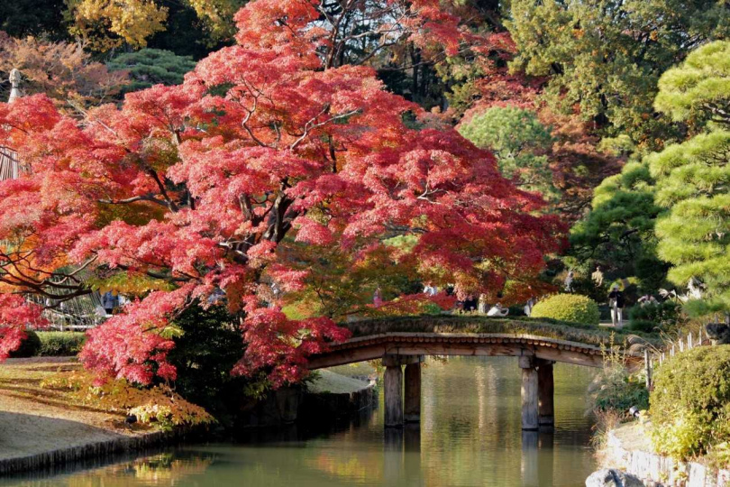 入秋後東京六義園的楓紅，美不勝收。（圖／© TCVB）