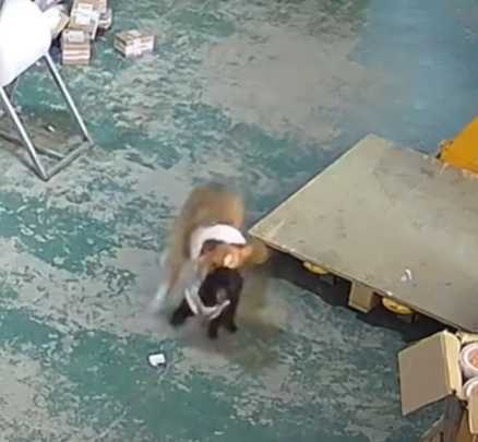 貓咪見兄弟被揍,氣得衝過去報仇。(圖/翻攝自臉書)