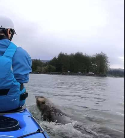 男子完單人划槳船，水獺出現了。（圖／翻攝自臉書）