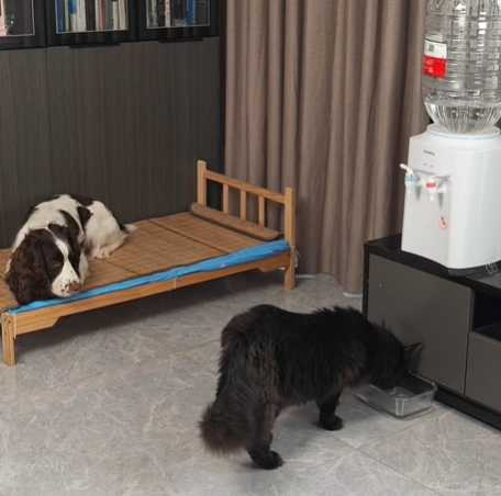 黑貓想喝水,狗哥幫忙。(圖/翻攝自臉書)