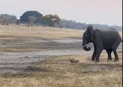 蜜獾被大象踢。(圖/翻攝自臉書)