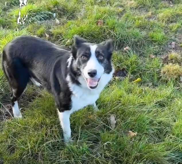 三隻邊牧等待主人口令才敢開始放電。(圖/翻攝自臉書)